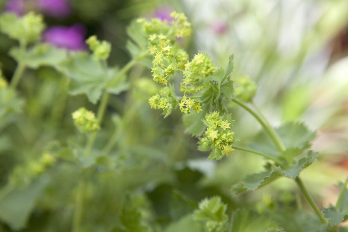 De groen-gele bloemen van vrouwenmantel (Alchemilla mollis)
