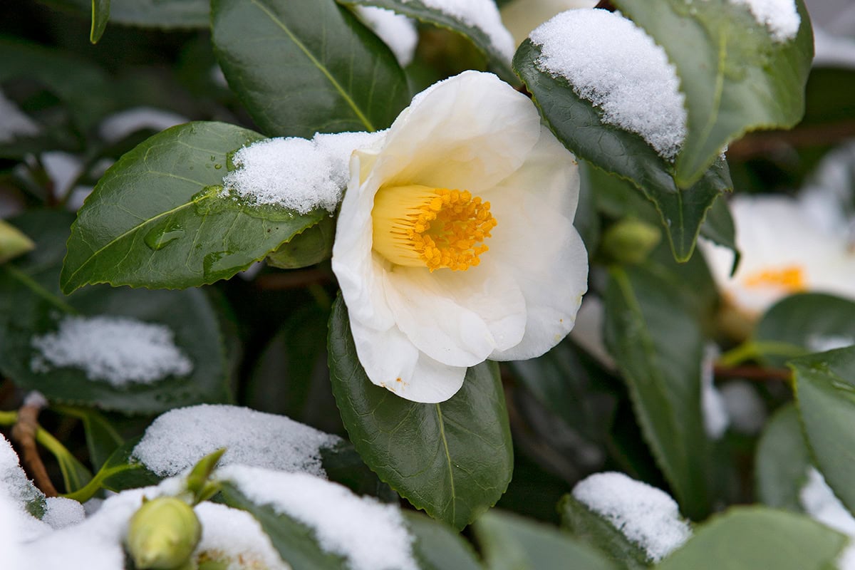 witte bloem met geel hart aan plant met sneeuw.