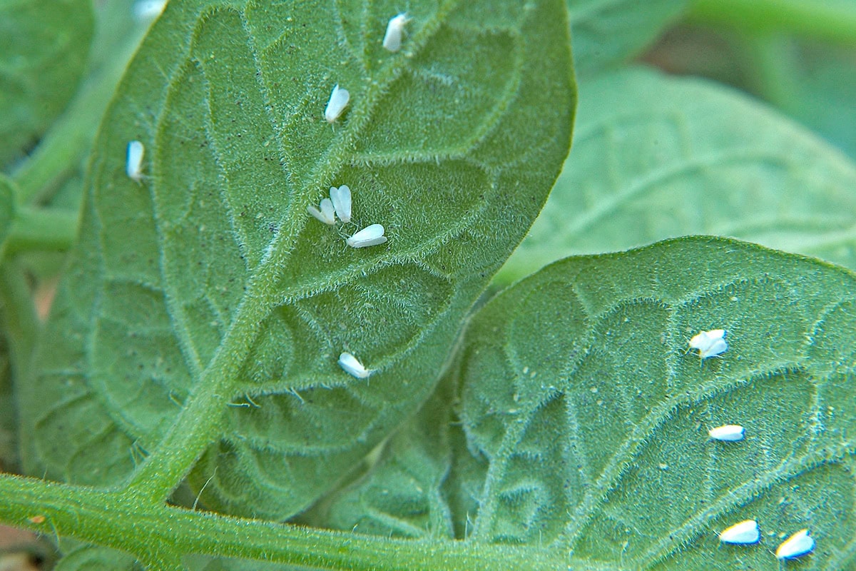 Kleine witte vliegjes op de onderkant van het blad van een tomatenplant.