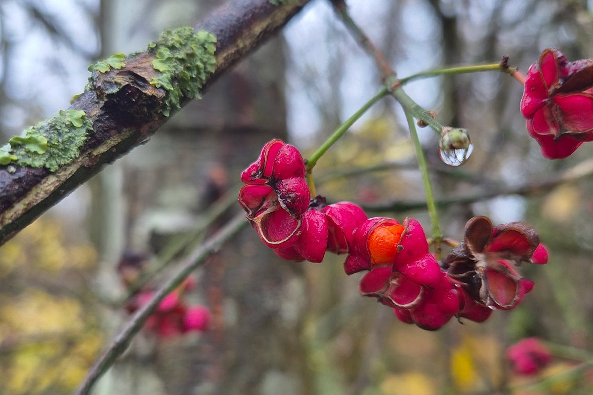 Roze vruchten met oranje bessen aan een tak in de winter.