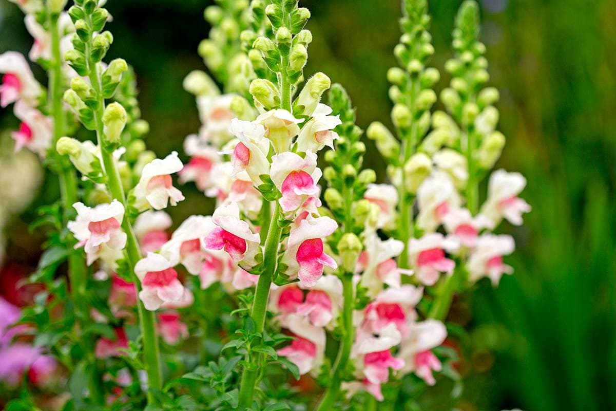 wit-roze leeuwenbek bloemen