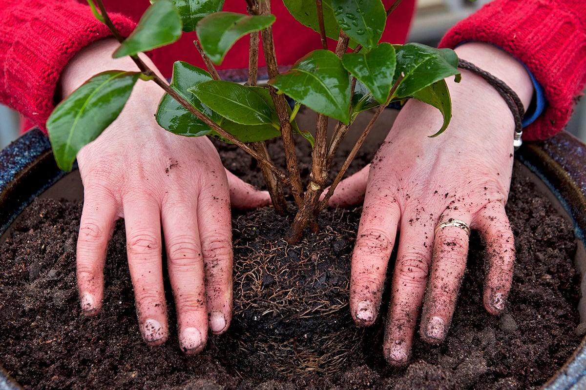 handen planten camelia in pot en duwen aan.