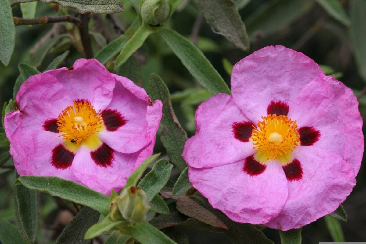 roze cistusroos