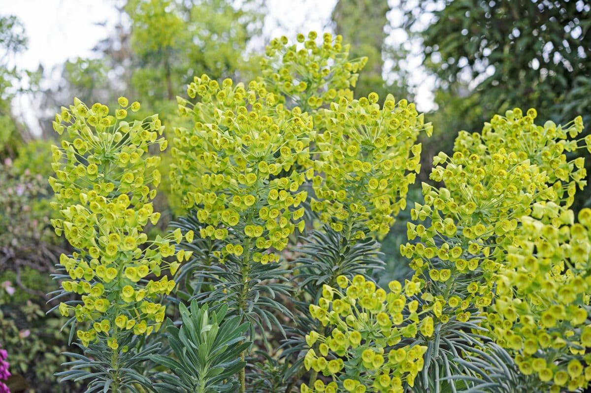 geel-groene bloemen van wolfsmelk