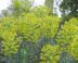 geel-groene bloemen van wolfsmelk
