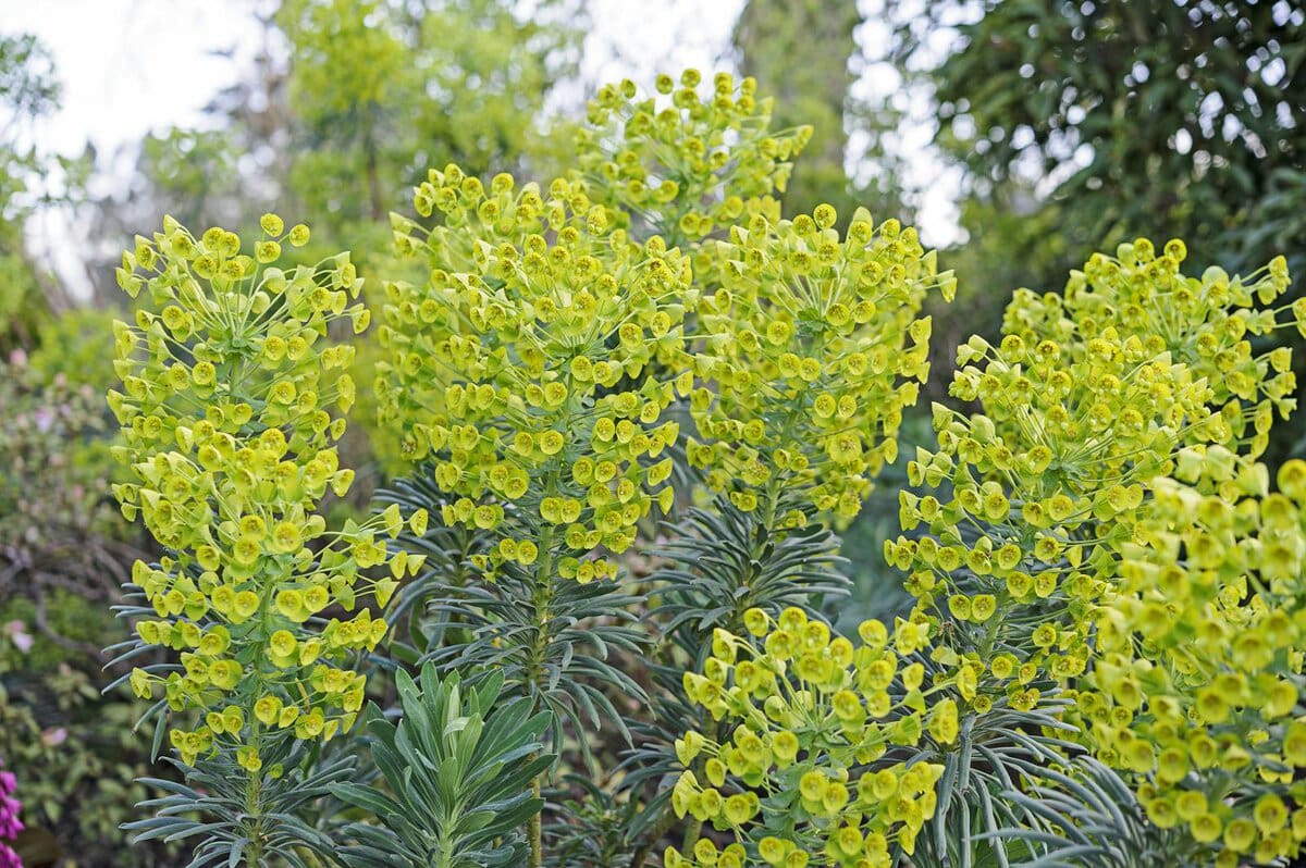 geel-groene bloemen van wolfsmelk