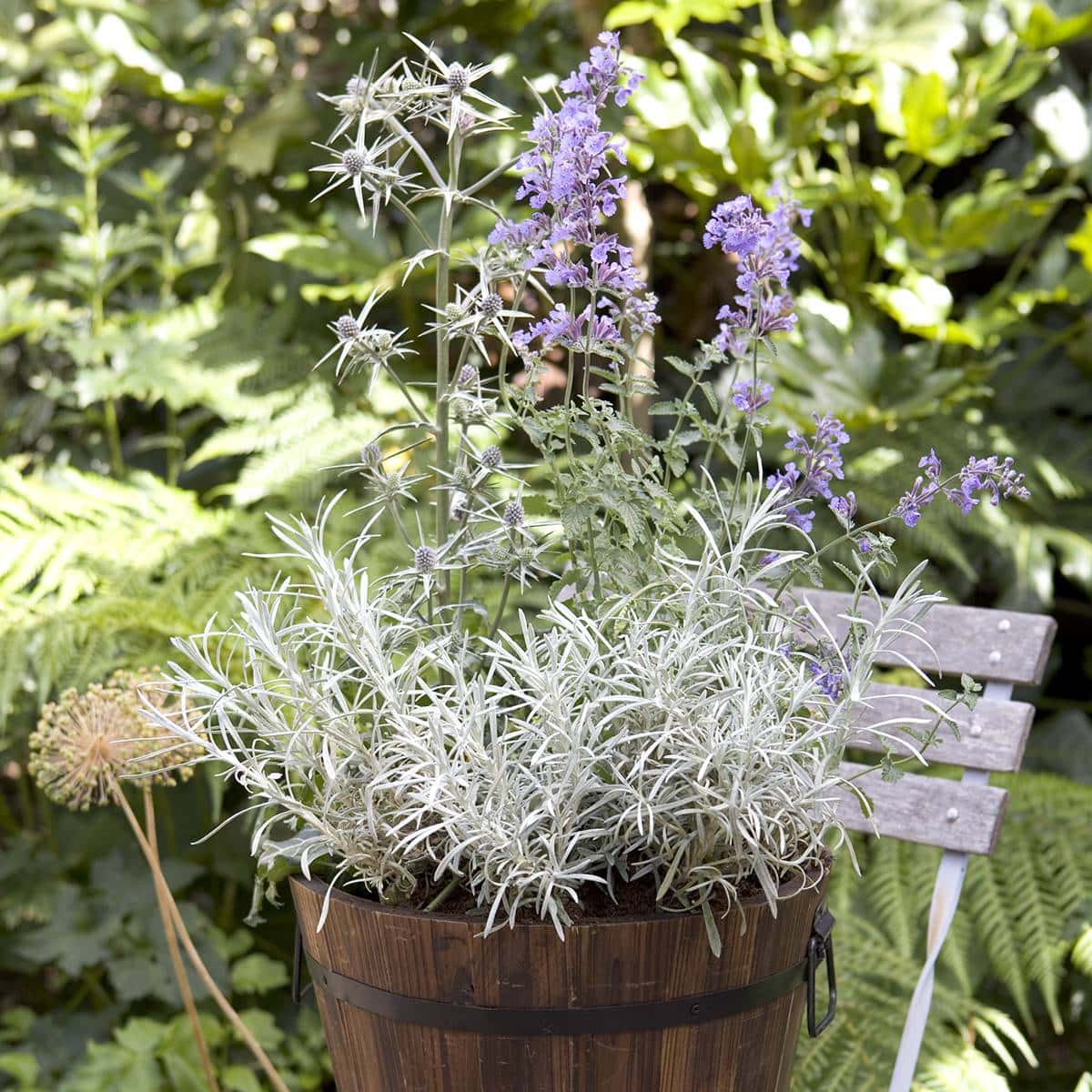 Kerrieplant combinatie in pot
