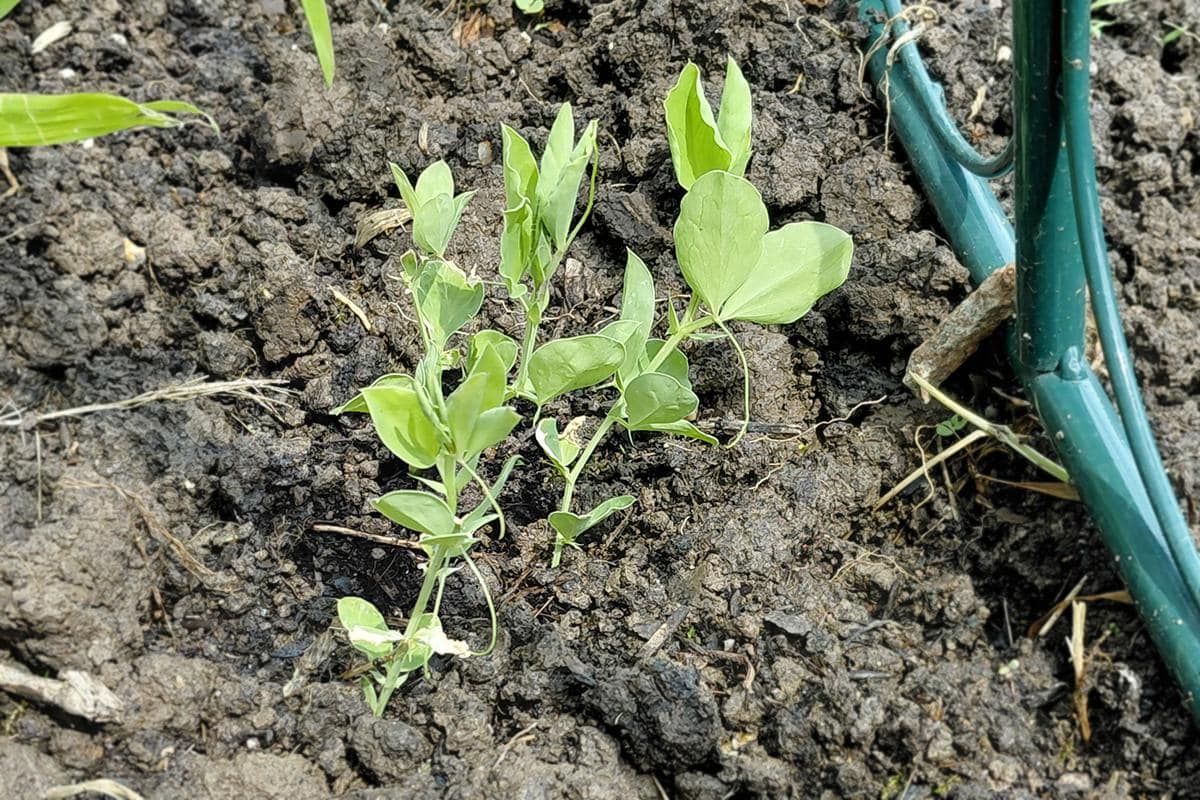 Lathyrus odoratus zaailing