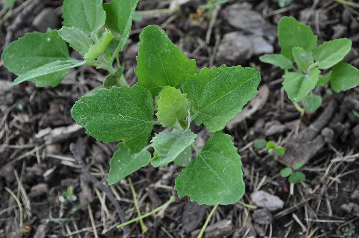 Melganzenvoet (Chenopodium album) jong plantje
