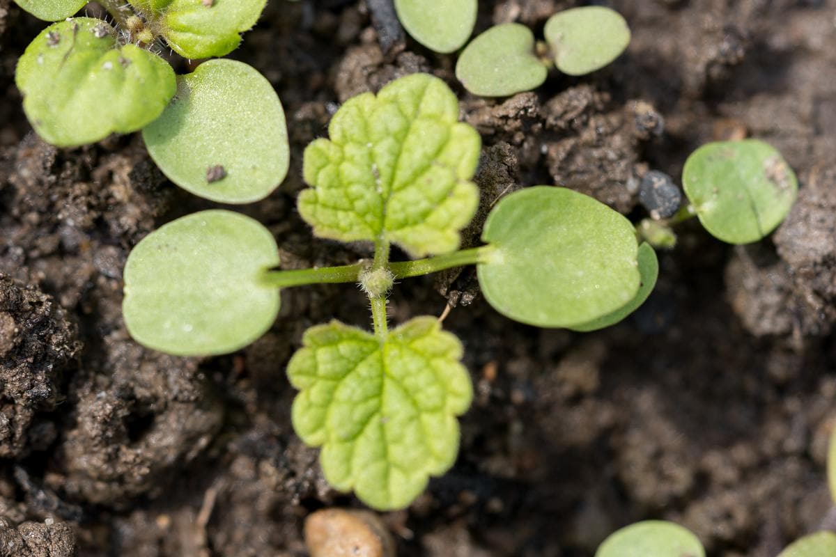Lamium purpureum zaailing