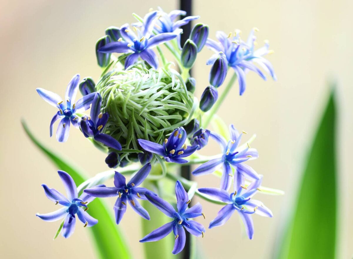 stervormige blauwe bloemen van de mediterrane plant Scilla peruviana