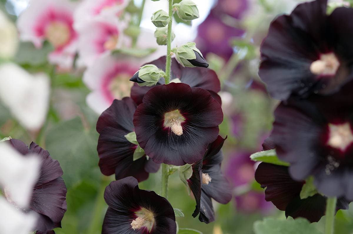 mediterrane planten: stokroos met zwarte bloemen