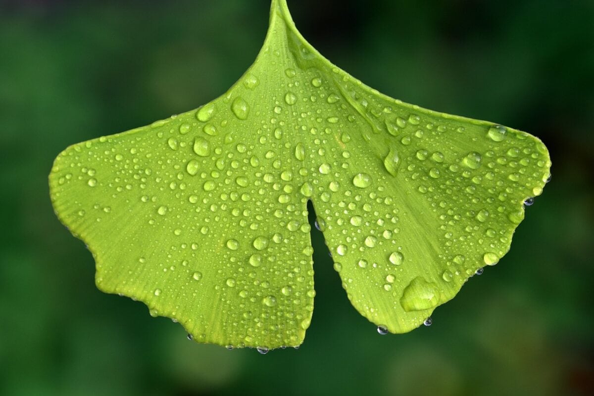 Groen gedeeld blad met waterdruppeltjes erop.