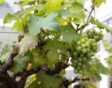 witte druiven aan plant