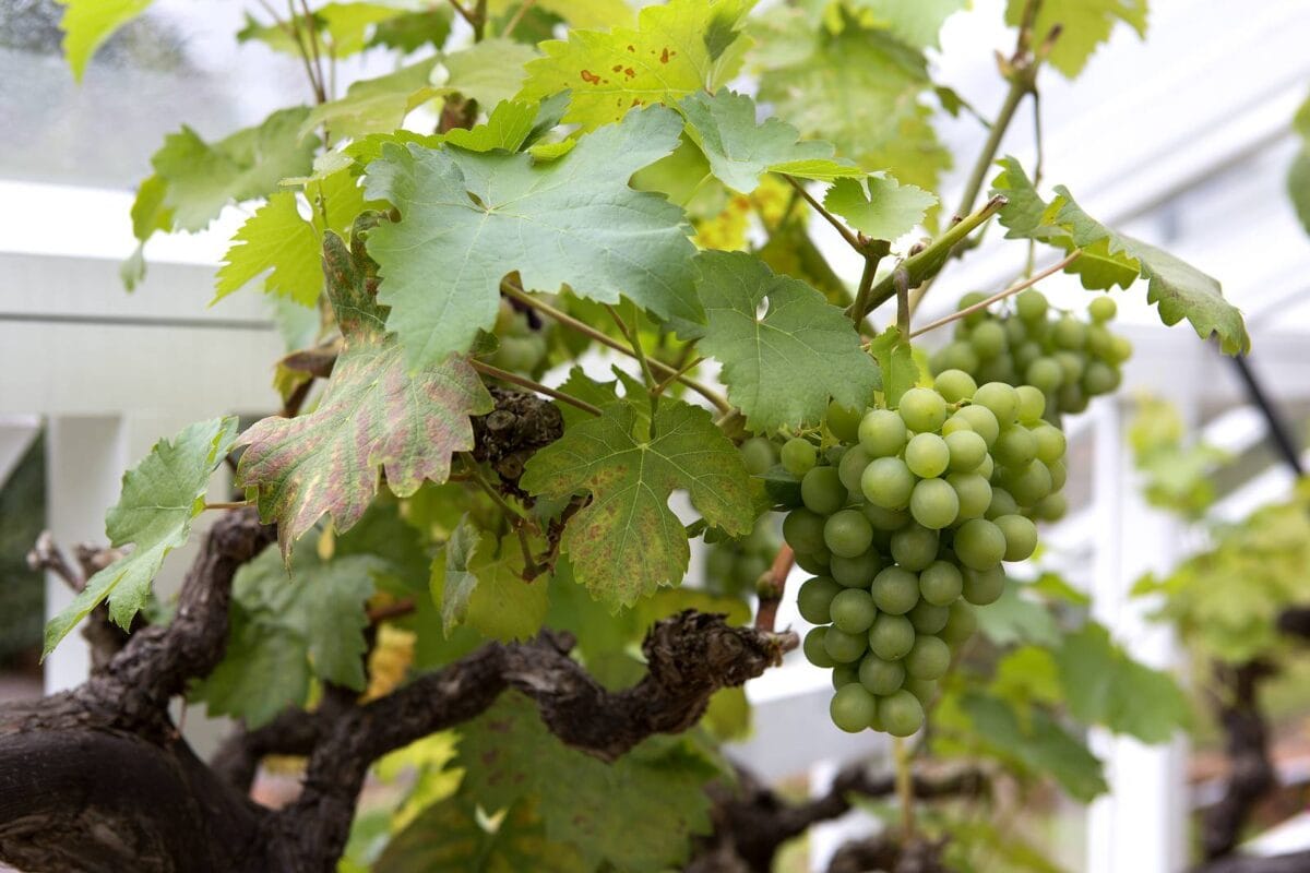 mediterrane planten: witte druiven aan wijnstok