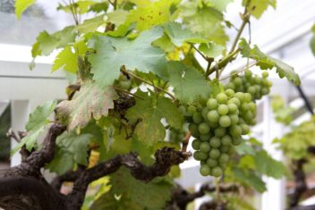 witte druiven aan plant