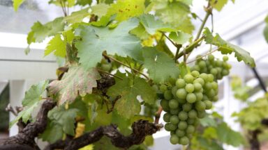 witte druiven aan plant