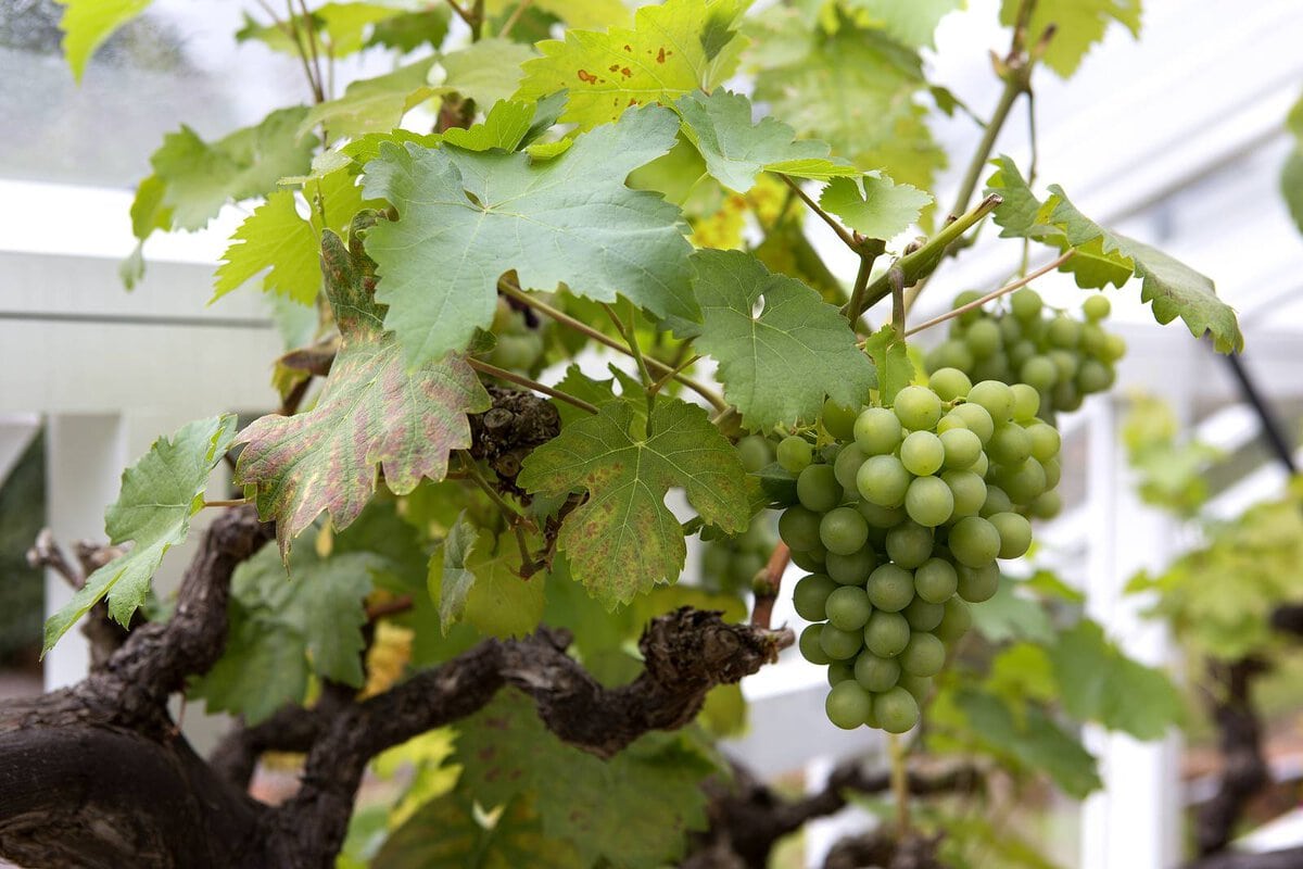 witte druiven aan plant
