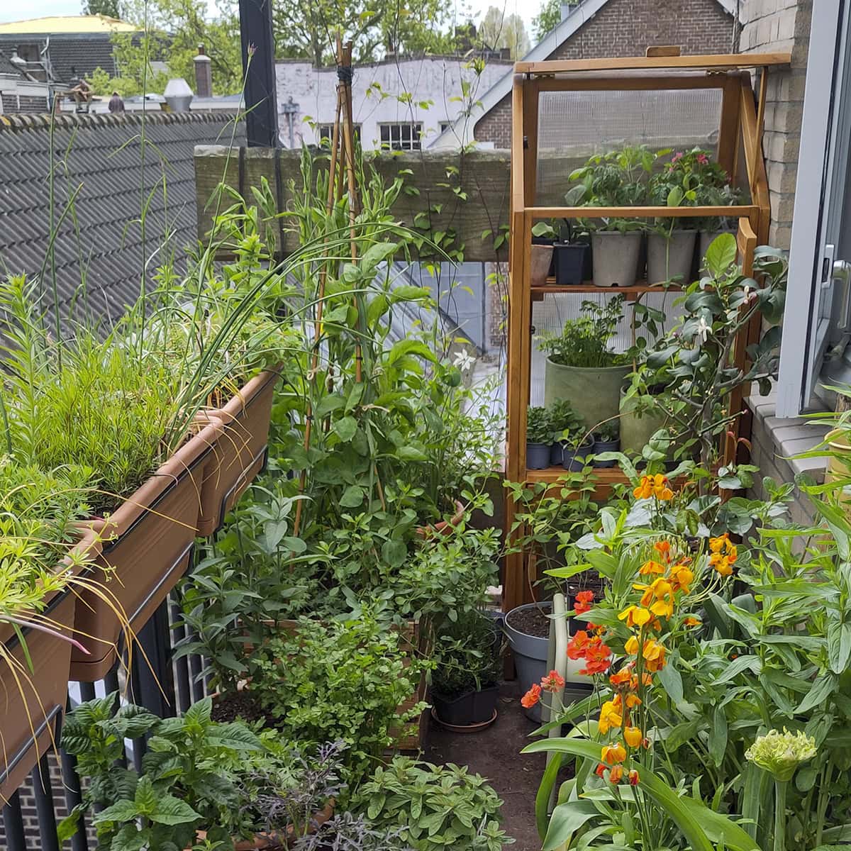 Voorjaarsbeeld van de balkontuin van Anne Kremer, met veel groene planten.