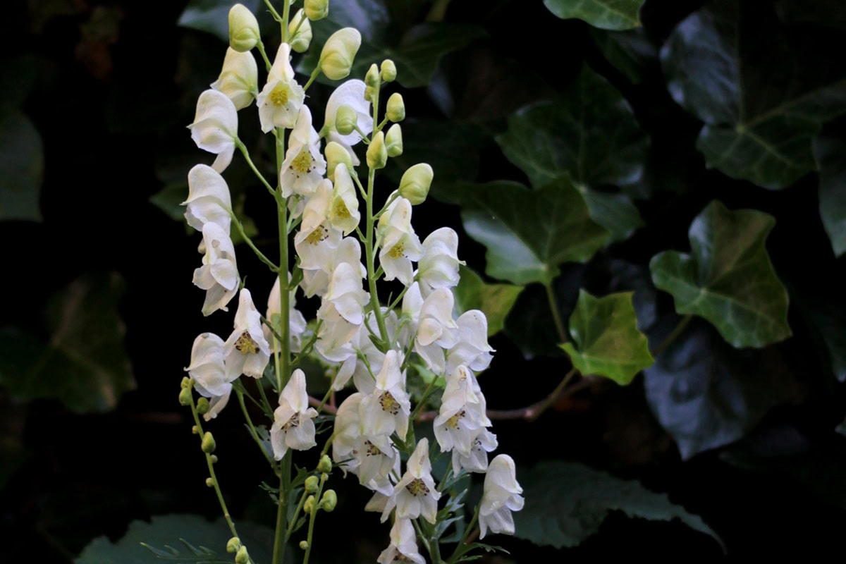 Witte bloemen van de monnikskap.