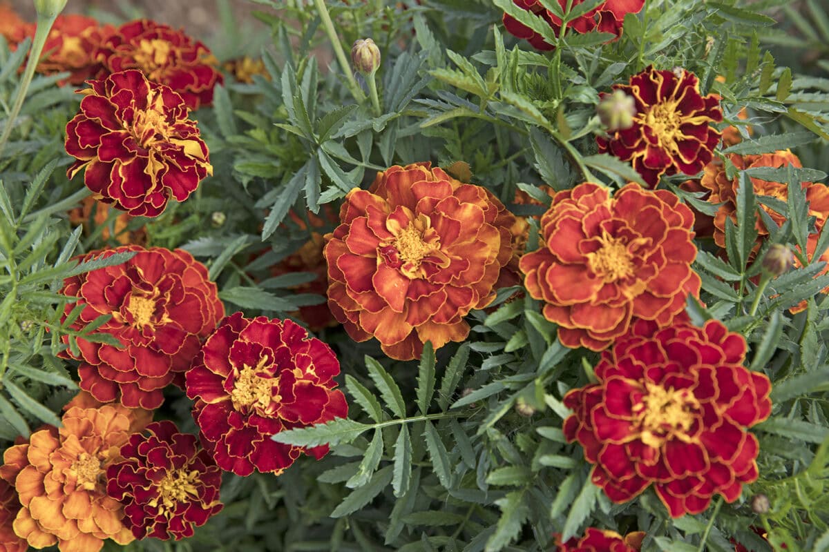 Afrikaantjes in verschillende tinten rood in de tuin.