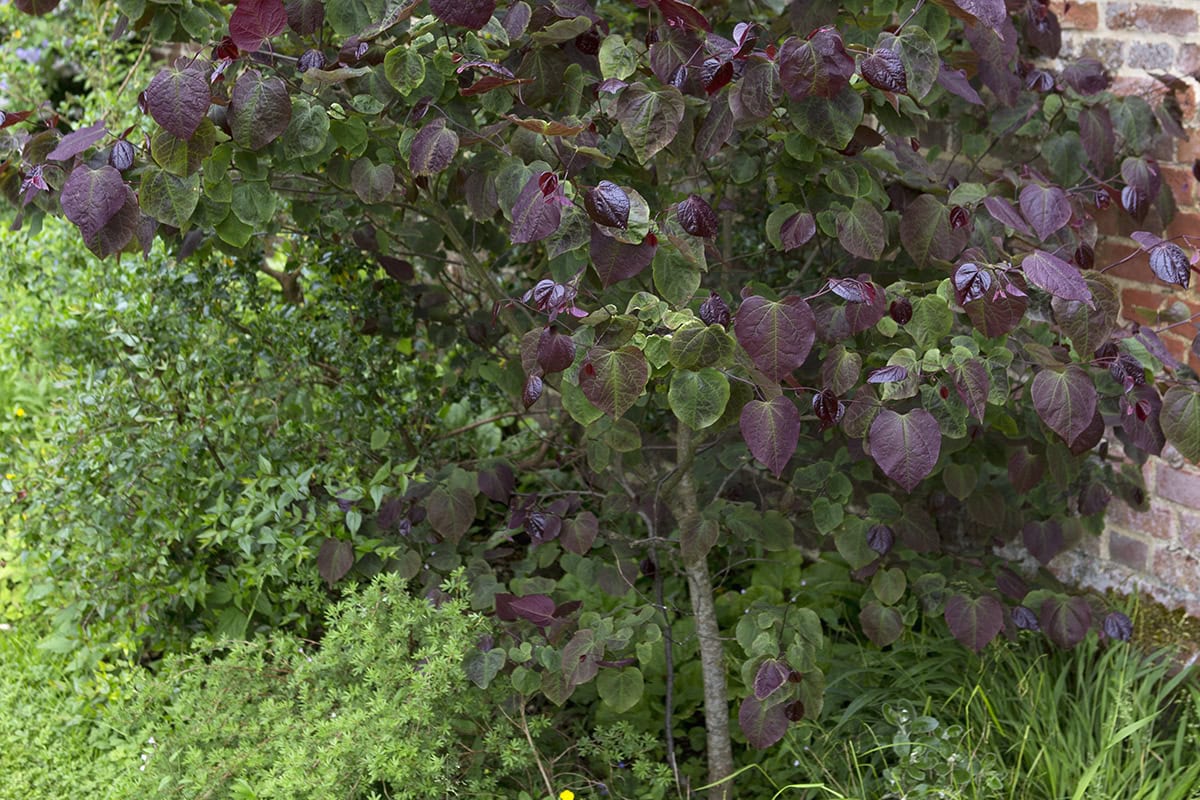 Judasboom met rood blad: Cercis canadensis.