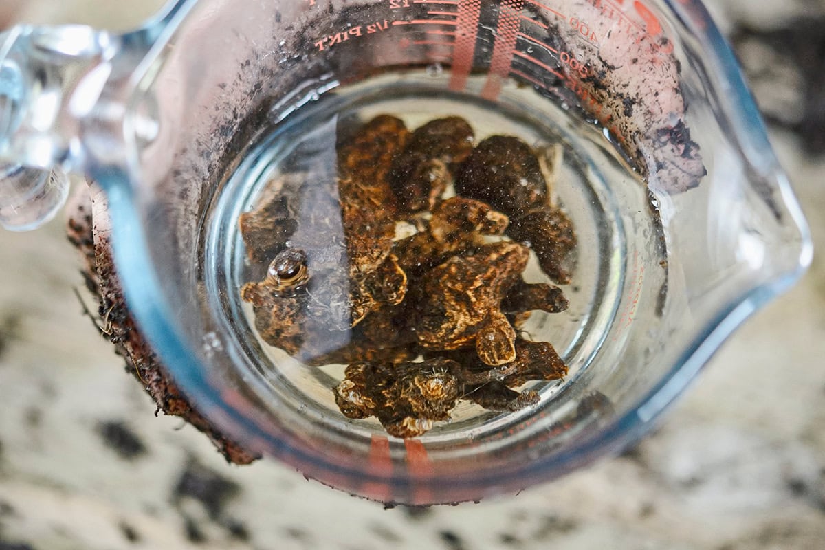 Bollen van anemonen in een maatbeker met water.