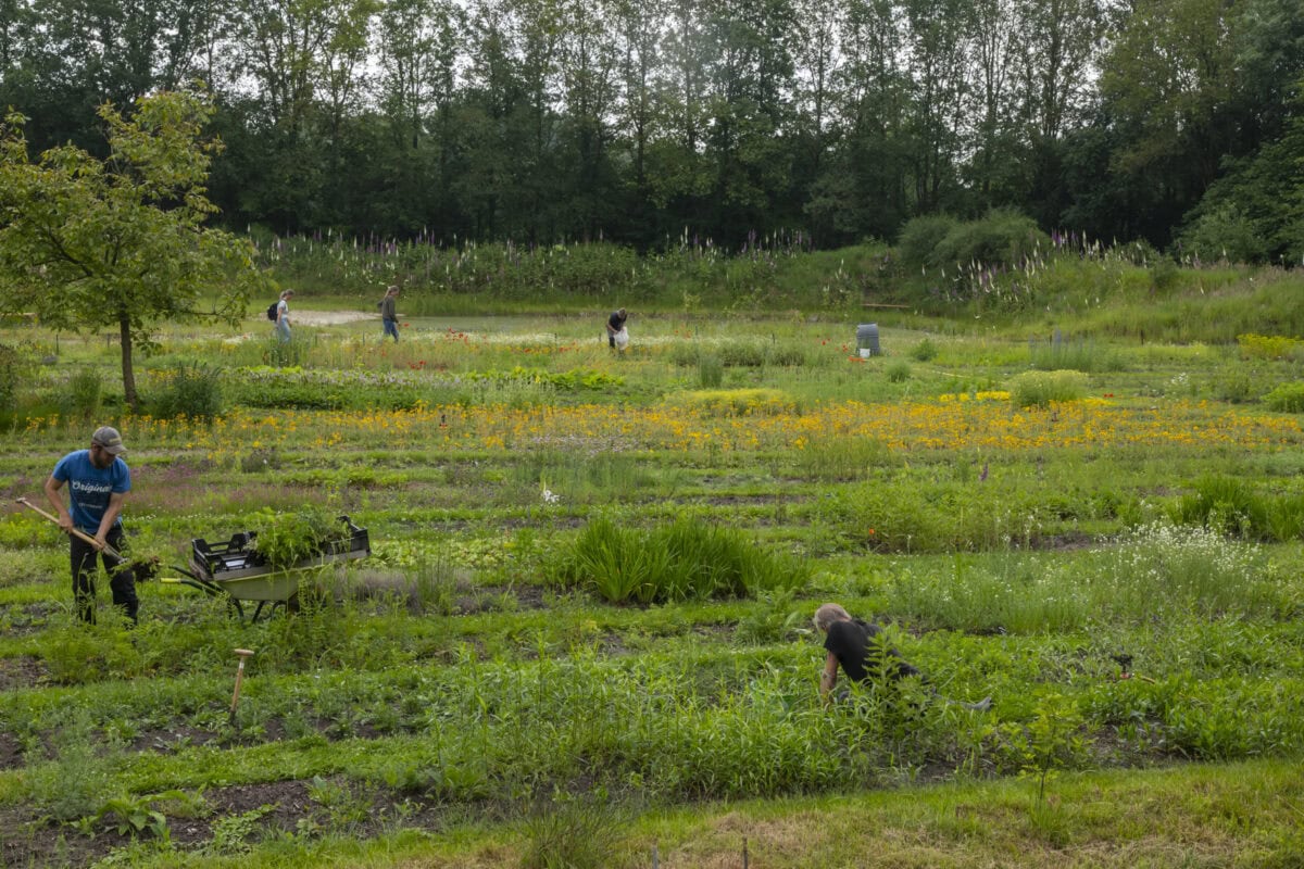 Man aan het werk op kwekerij met gras en bloemen