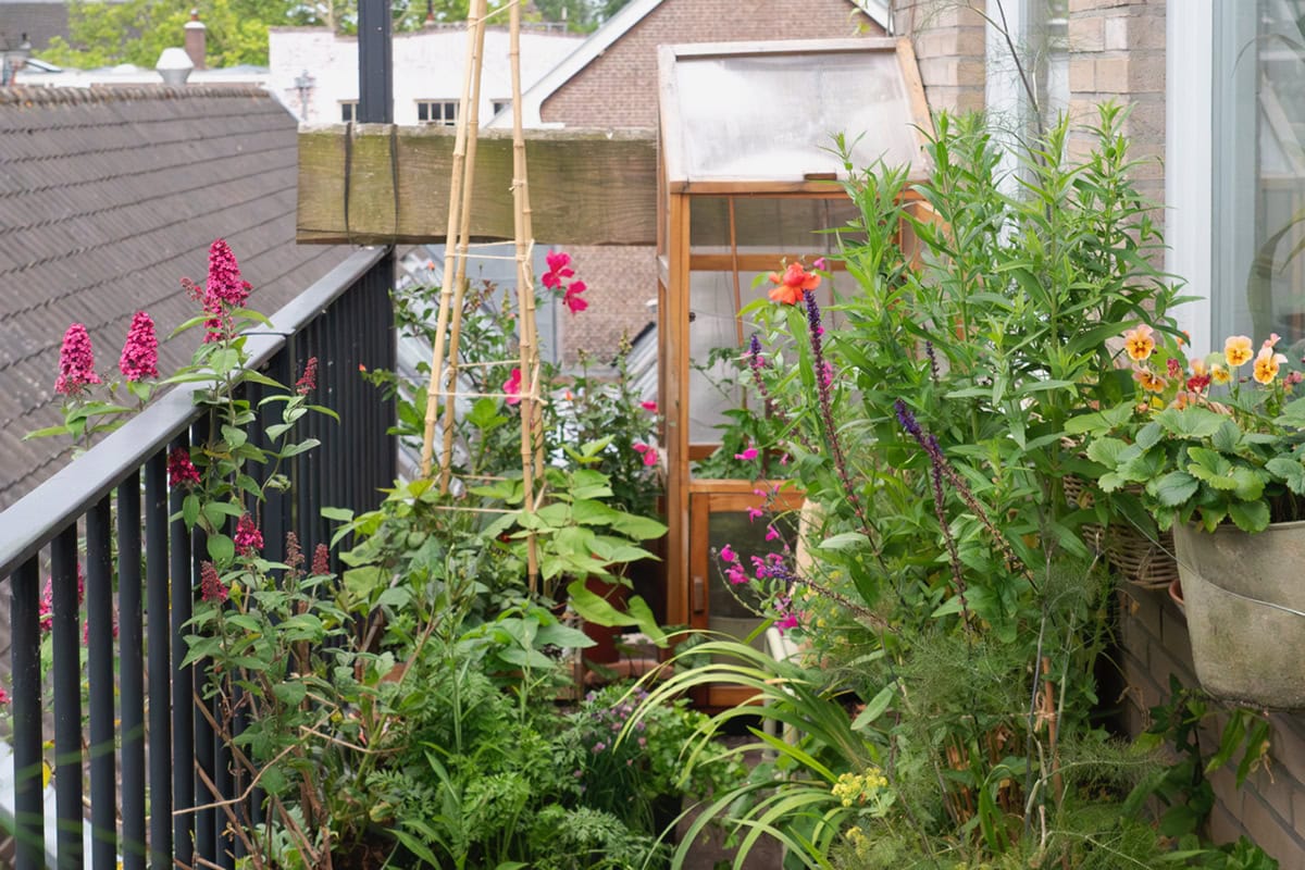 Overzicht van het balkon van Anne Kremer, met veel bloeiende planten.