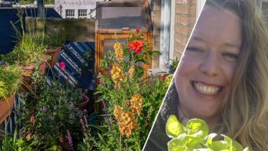 Rechts: lachende Anne met sla-plantje. Links: bloeiende balkonplanten.