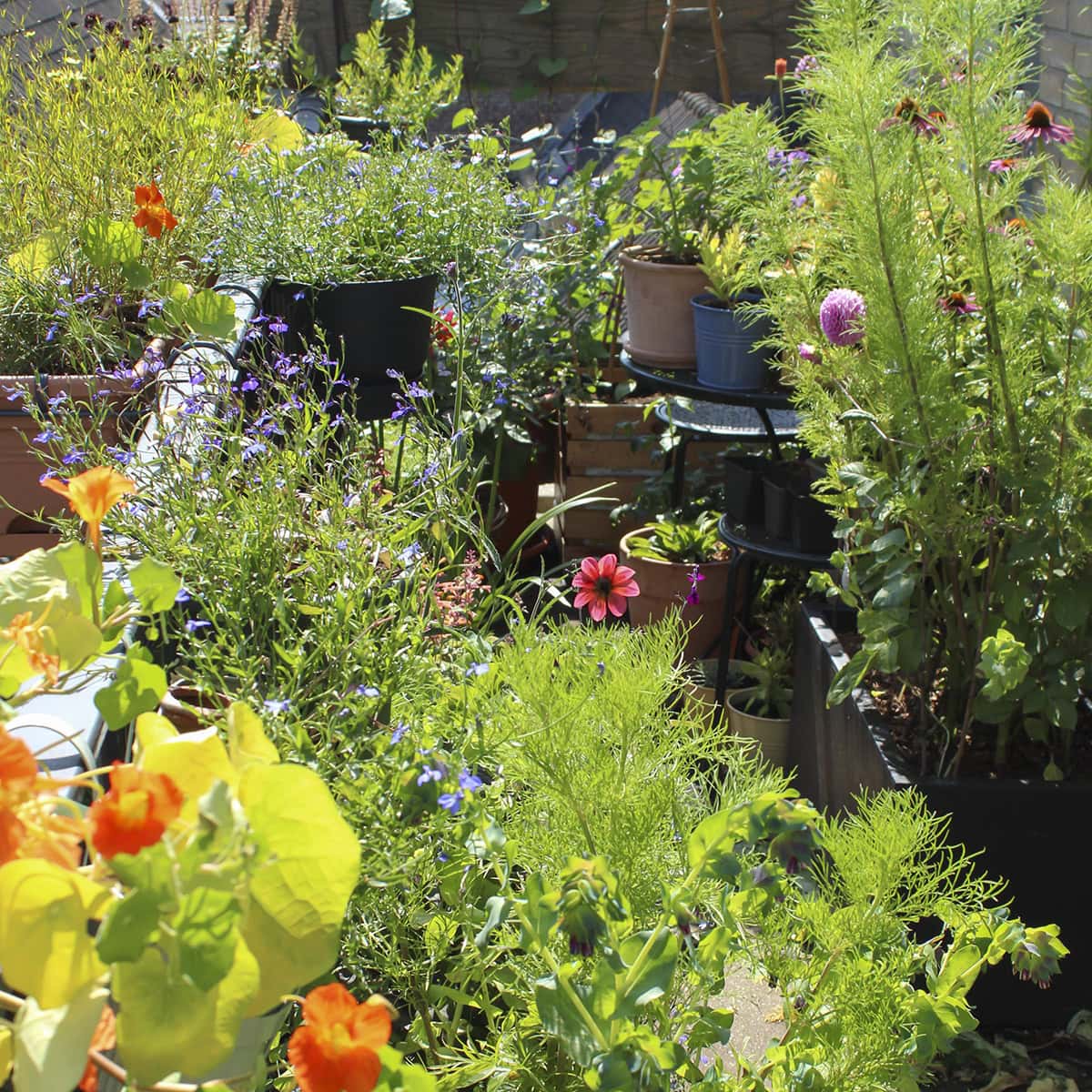 Heel veel bloeiende planten op het balkon van Anne.