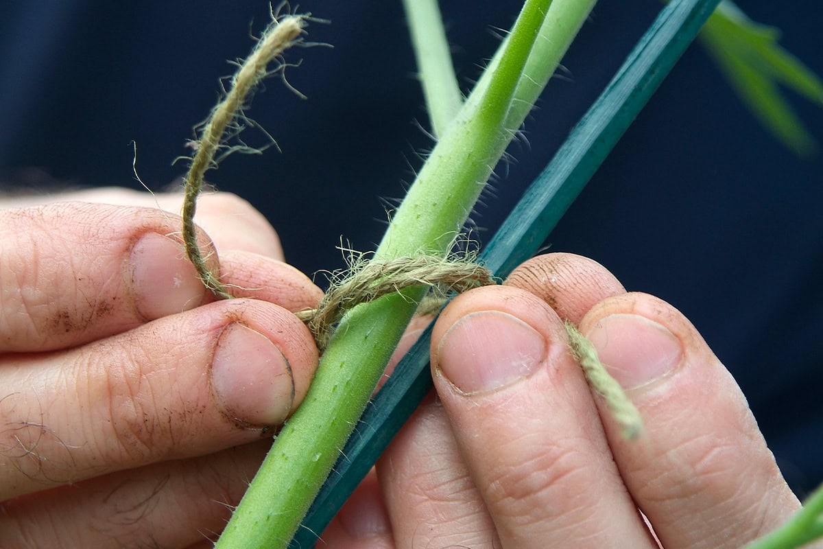 Close-up van handen die een tomatenstengel aan een steun binden.