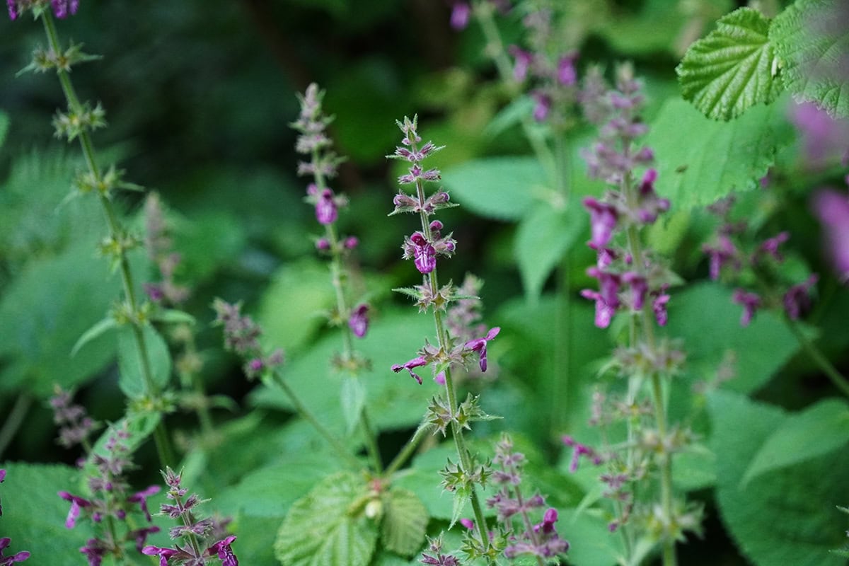 Hoge plant met kleine roodpaarse bloemen rond de stengel.