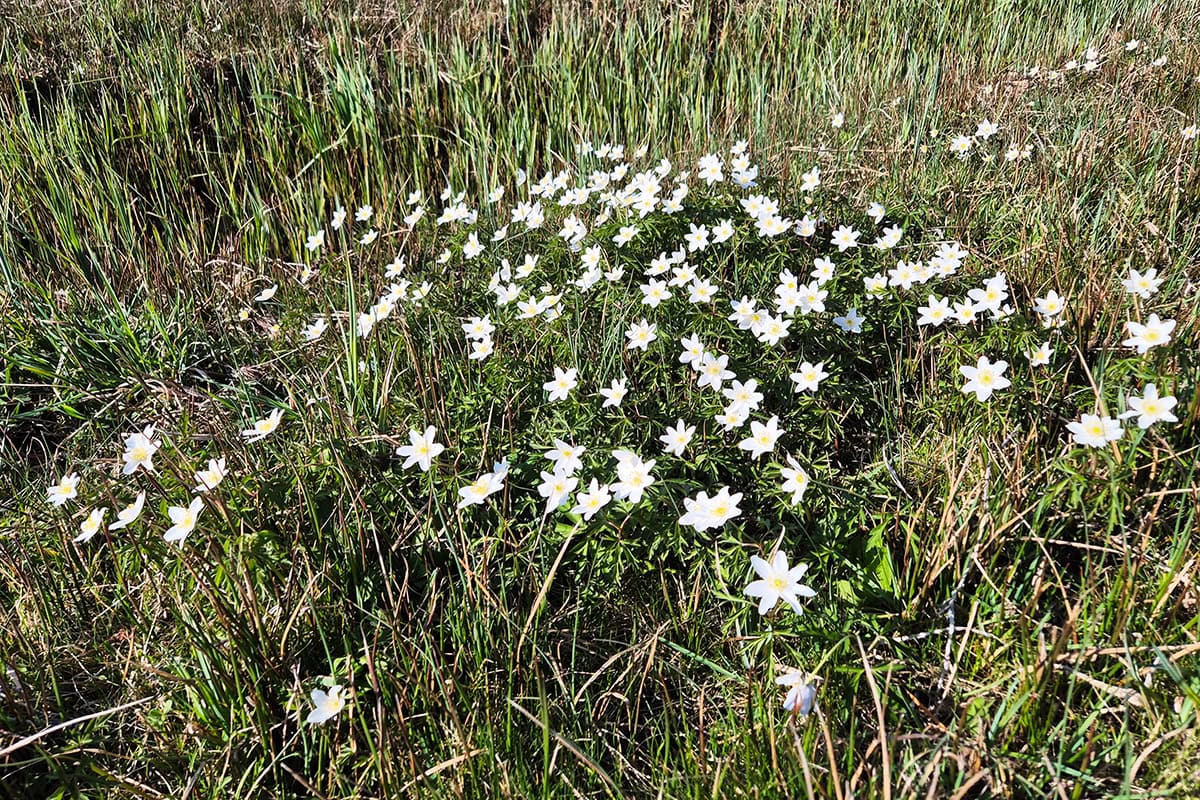 Witte stervormige bloemen met geel hard op blauwgrasland