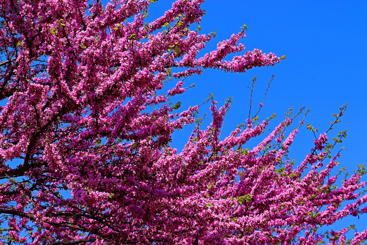 Roze bloemen aan boomtakken, tegen een blauwe lucht.