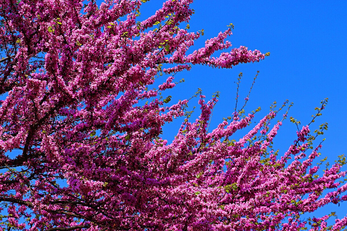 Roze bloemen aan boomtakken, tegen een blauwe lucht.