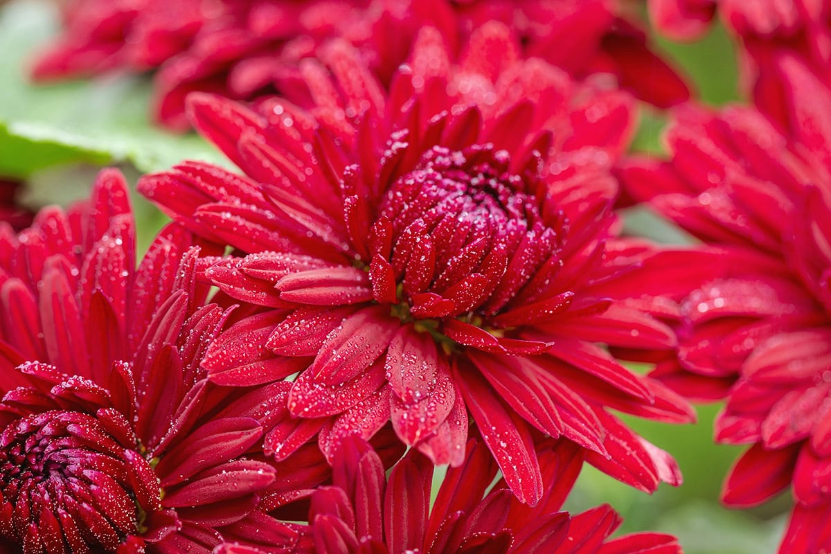 Rode bloemen van chrysant 'Ruby mound' met waterdruppels erop.