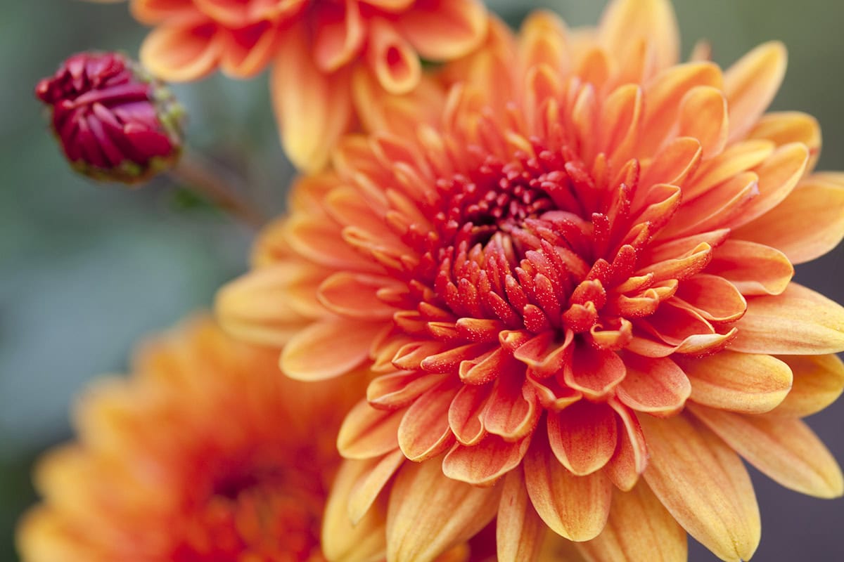 Oranje verloop op bloem chrysant 'Bruno bronze'