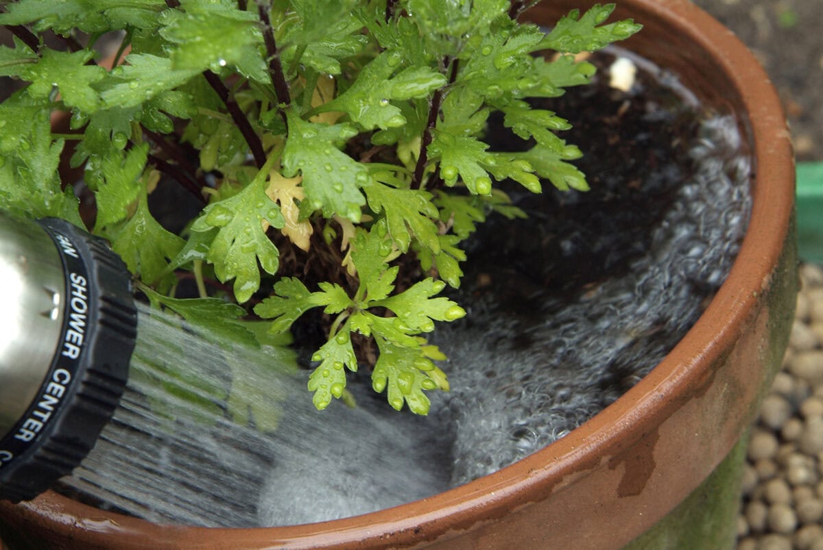 Chrysant in pot krijgt water met sproeistand tuinslang.