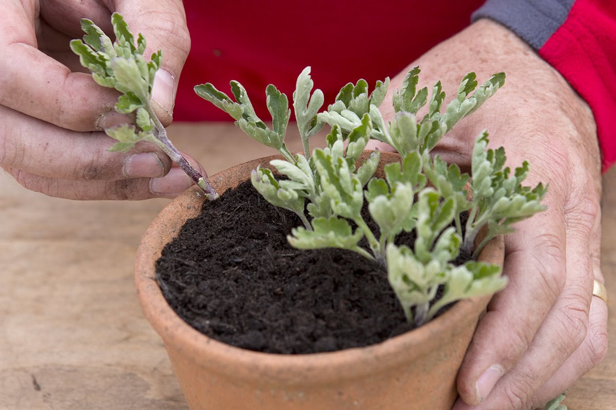 Iemand zet stekjes van de chrysant in een potje met aarde.