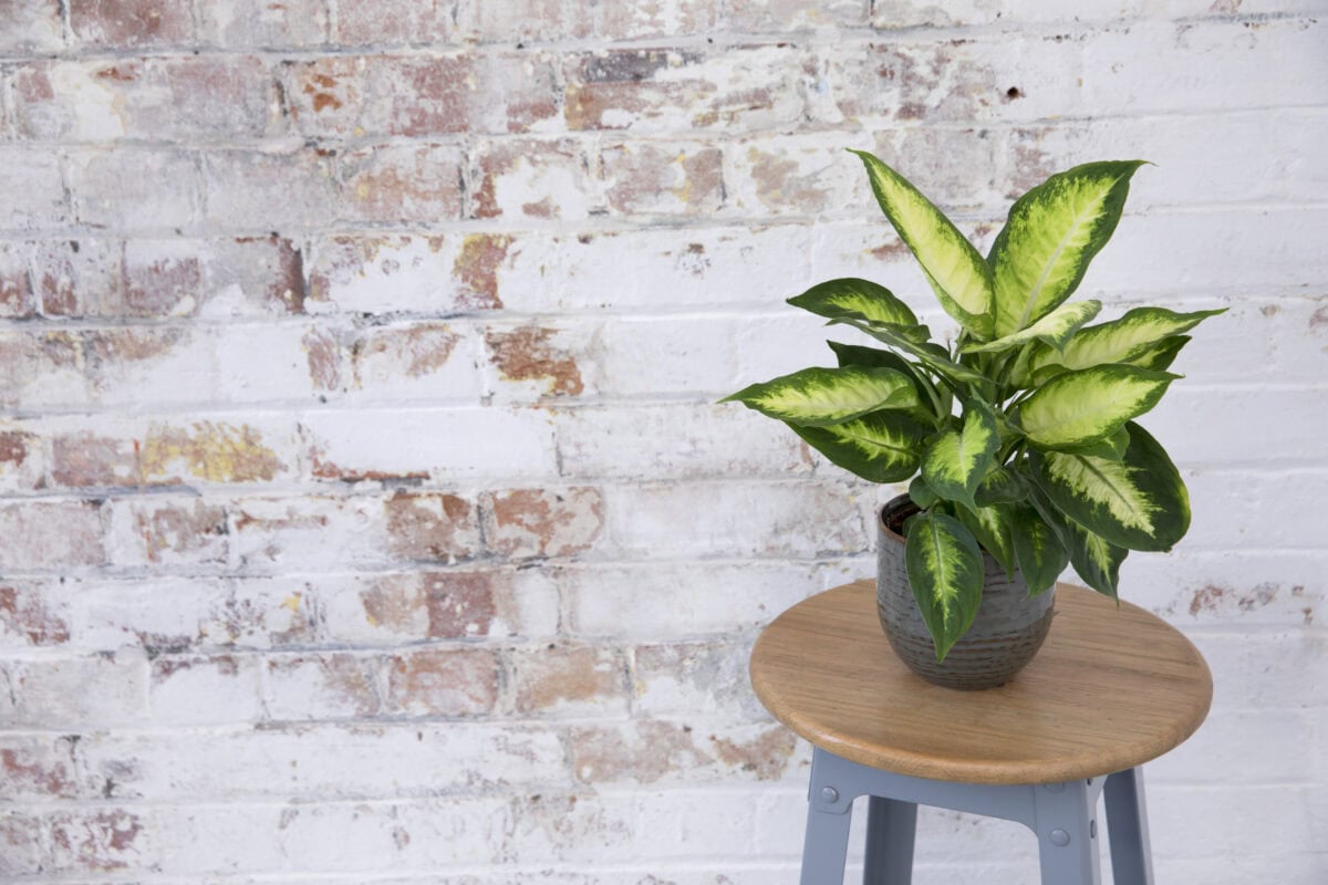 Dieffenbachia in pot op een bijzettafel tegen een witte muur.