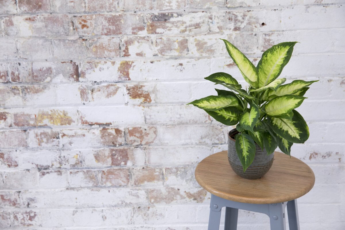 Dieffenbachia in pot op een bijzettafel tegen een witte muur.