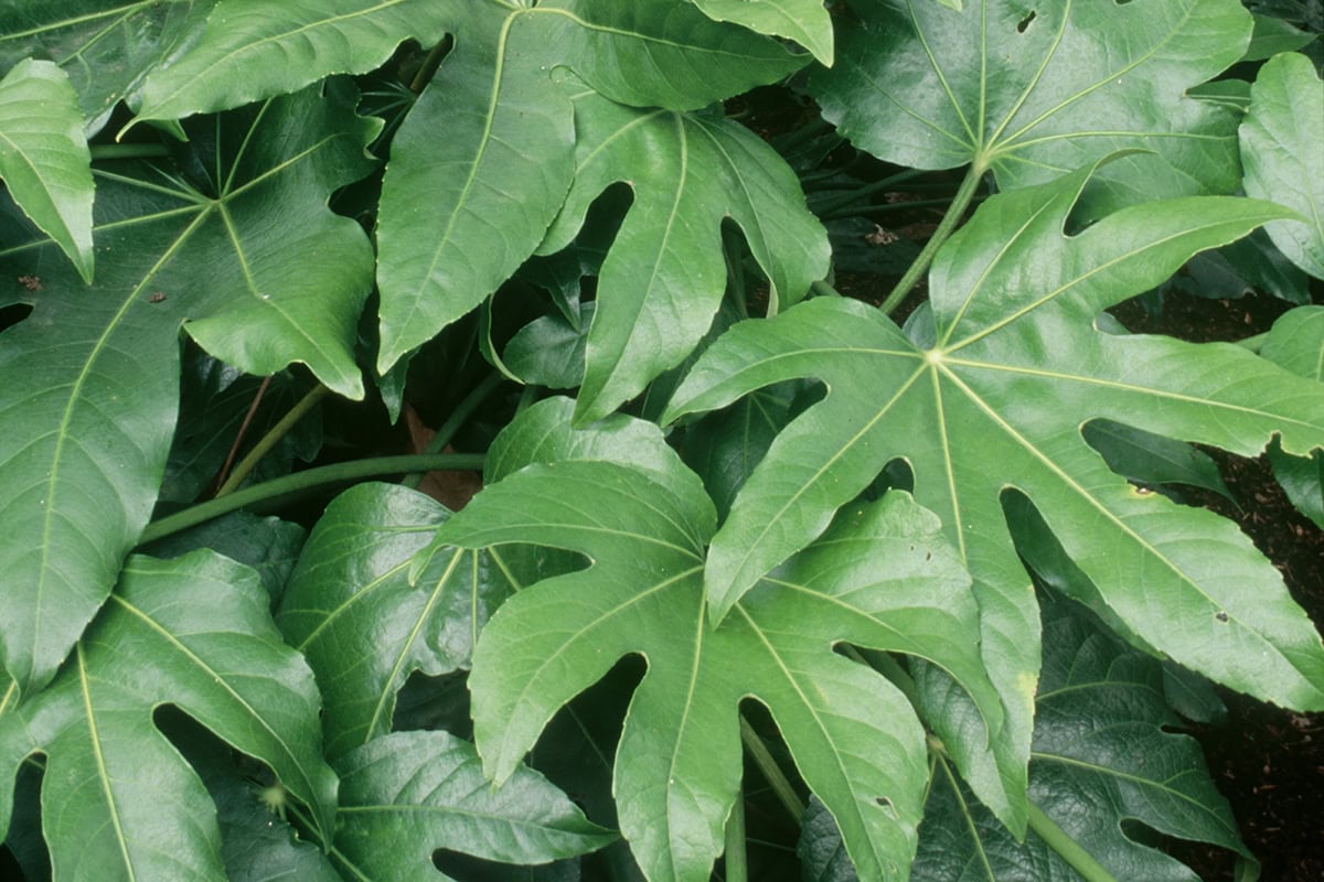 Groene bladeren van Fatsia japonica