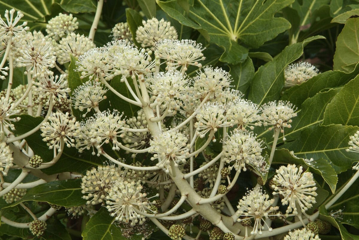 Witte bloemen van Fatsia japonica