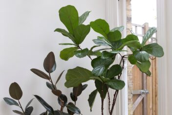 Groen kamerplant met grote groene bladeren