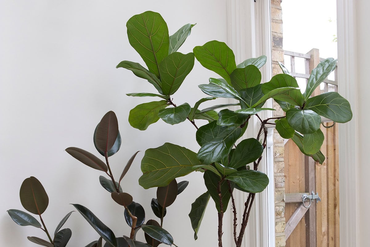 Groen kamerplant met grote groene bladeren