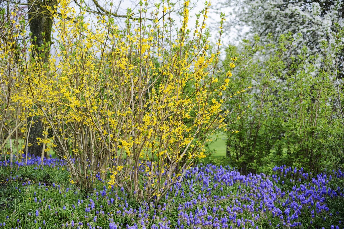 Gele bloeiende struik in een border met paarse bloemen en groen.