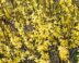 Gele bloemen op bruine takken van de Forsythia