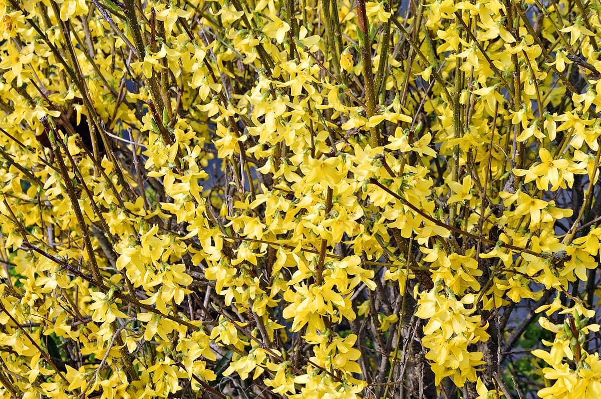 Gele bloemen op bruine takken van de Forsythia