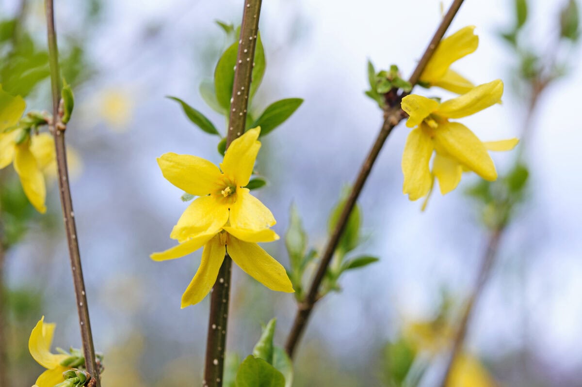 Close-up van gele bloemen van Forsythia intermedia 'Lynwood'
